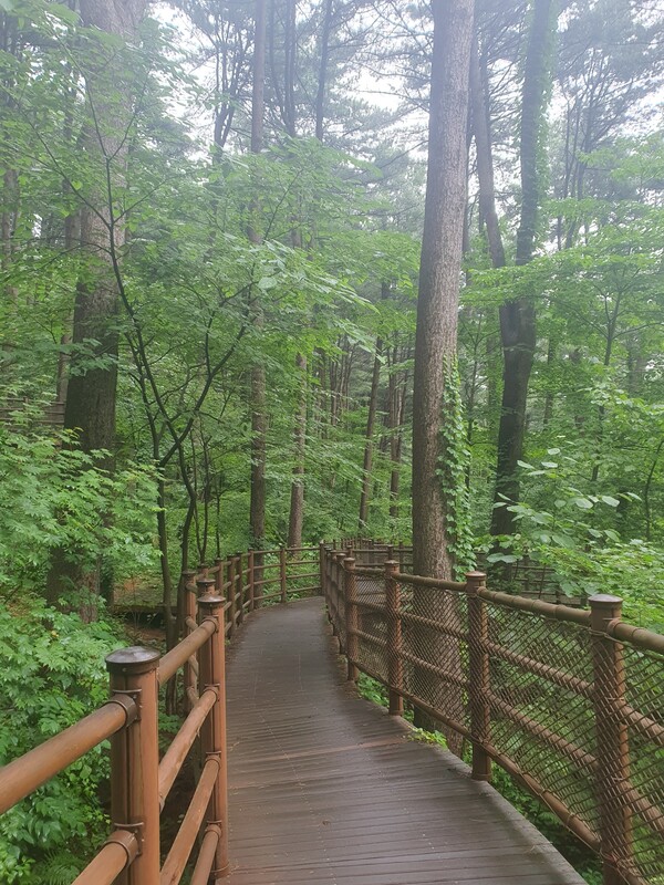 경기권에는 100년 잣나무 숲에서 피톤치드를 온몸으로 느낄 수 있는 ‘가평 잣 향기 피톤치드길’이 산림청 추천 숲길 10선에 선정됐다