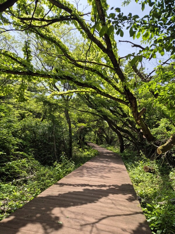 제주권에서는 제주의 숨은 비경을 간직한 ‘제주 한라산둘레길 7구간길’이 산림청 추천 숲길 10선에 선정됐다.